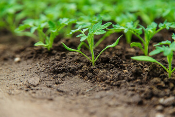 Tomato seedlings in a greenhouse. Selective focus.