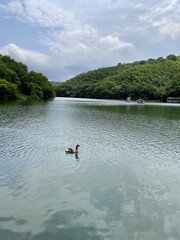 ducks on the lake