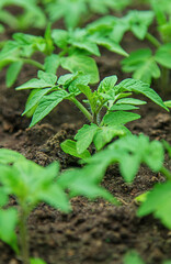 Tomato seedlings in a greenhouse. Selective focus.