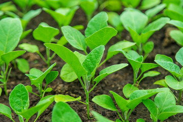 Eggplant seedlings in a greenhouse. Selective focus.