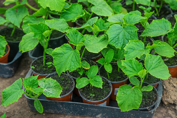Cucumber seedlings in a greenhouse. Selective focus.