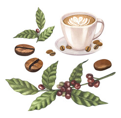 Watercolor of red coffee arabica beans on branch with berries and cup latte. Hand-drawn illustration isolated on white background. Perfect food menu, concept for cafe, restaurant element,book cooking