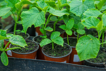 Cucumber seedlings in a greenhouse. Selective focus.