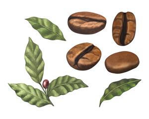 Watercolor set of red coffee arabica beans on branch with berries. Hand-drawn illustration isolated on white background. Perfect food menu, concept for cafe, restaurant element, recipe book, cooking