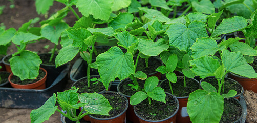 Cucumber seedlings in a greenhouse. Selective focus.