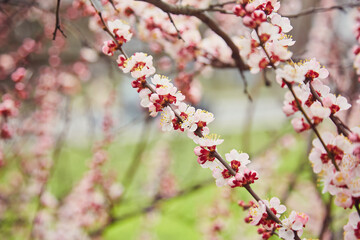 Spring, flowering of trees. Apricot. Spring flowers.