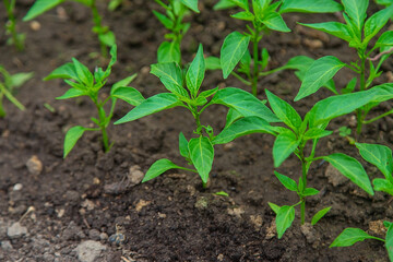 Pepper seedlings in a greenhouse. Selective focus.