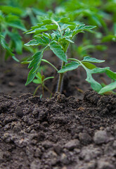 Tomato seedlings in a greenhouse. Selective focus.