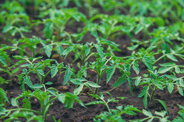 Tomato seedlings in a greenhouse. Selective focus.