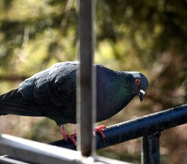 Curious pigeon asking for permission at the balcony rail.