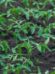 Tomato seedlings in a greenhouse. Selective focus.