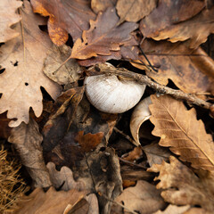 old white snail shell on the autumn leaves on the ground
