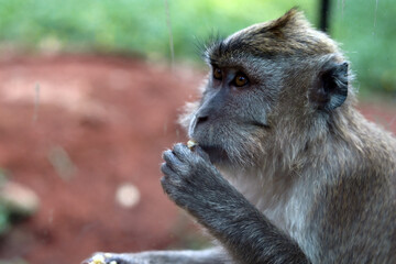 close up of a monkey facing sideways while eating a snack at the zoo