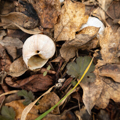 old white snail shell on the ground