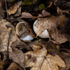 old white snail shell in the autumn leaves in the forest