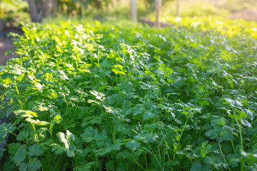 Coriander leaves in vegetables garden for health, food and agriculture concept design. Garden view.