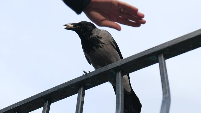 close-up. a gray raven sits on a metal fence and eats bread