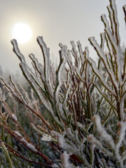 Winter frozen morning texture. Frozen plant. Soft colors