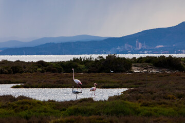 Flamingos in Delta de l'Ebre Nature Park, Tarragona, Spain