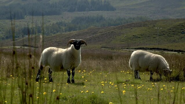 Sheep on skye island in Scotland