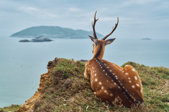 Axis Deer sitting on mountain by sea