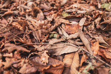 Autumn leaves on the ground. Dry brown leaves fallen on the ground as autumn season background
