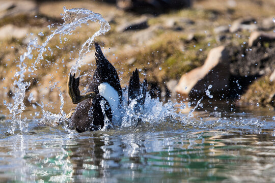 Common eider (Somateria mollissima), Longyearbyen, Svalbard and Jan Mayen, Norway
