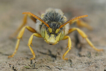 Closeup on a colorful yellow face of the male Lathbury's Nomad bee, Nomada lathburiana