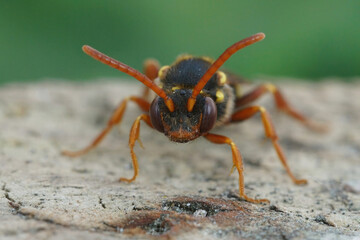 Detailed frontal closeup on a colorful red female orange-horned nomad bee, Nomada fulvicornis...
