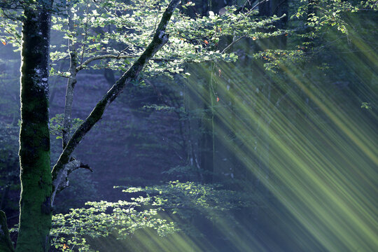Green forest trees of Gorbea Natural Park, Bilbao, Bizkaia, Spain