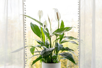 Air puryfing house plants in home concept. Spathiphyllum are commonly known as spath or peace lilies growing in pot in home room and cleaning indoor air.