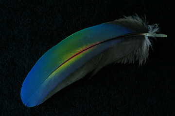 Green-winged Macaw feather
