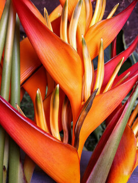 HELICONIA
 MOLOKAI
 HI