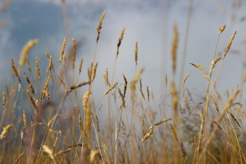 grass and rays of the sun