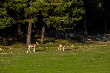 Fallow deers in La Garrotxa, Girona, Pyrenees, northern Spain. Europe © Alberto Gonzalez 