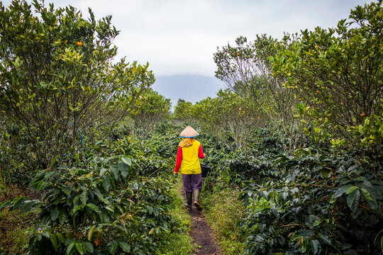 Women harvest cherries on a coffee plantation in the Kerinci Valley, Sumatra, Indonesia.