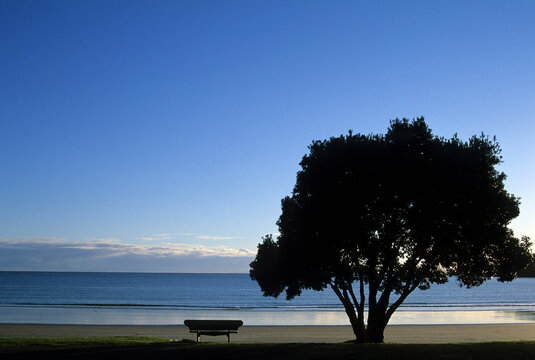 Scenic veiw of tree on beach outside Auckland, New Zealand