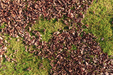 Autumn leaves on the ground. Dry brown leaves fallen on the ground as autumn season background
