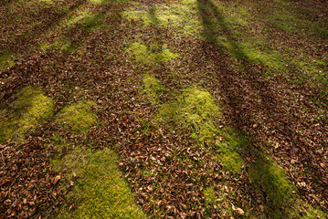 Autumn leaves on the ground. Dry brown leaves fallen on the ground as autumn season background
