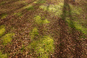 Autumn leaves on the ground. Dry brown leaves fallen on the ground as autumn season background
