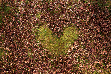 Autumn leaves on the ground. Dry brown leaves fallen on the ground as autumn season background
