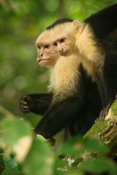 White-headed capuchin monkeys in Manuel Antonio, Costa Rica.