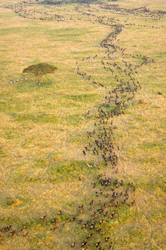 An arial view of the wildebeest migration, Serengeti National Park, Tanzania.