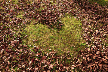 Autumn leaves on the ground. Dry brown leaves fallen on the ground as autumn season background
