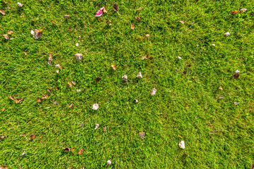 Green grass texture, top view.
