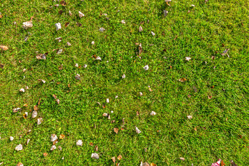 Green grass texture, top view.
