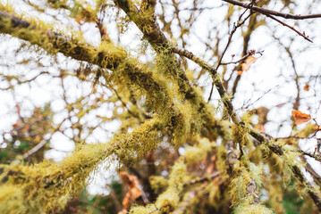 trees in forest.