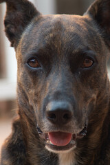Perro color caf&eacute; adorable mirando a c&aacute;mara, alegre