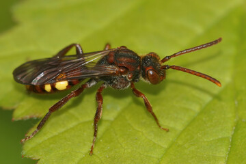 Natural closeup on a beautiful red female Panzer's Nomada bee, Nomada panzeri sitting on a green leaf