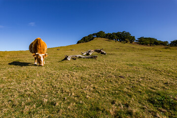 Herd of cows grazing on field.